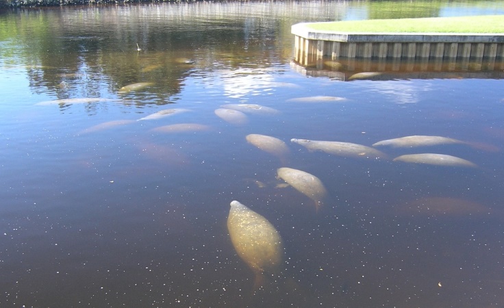 manatees.jpg