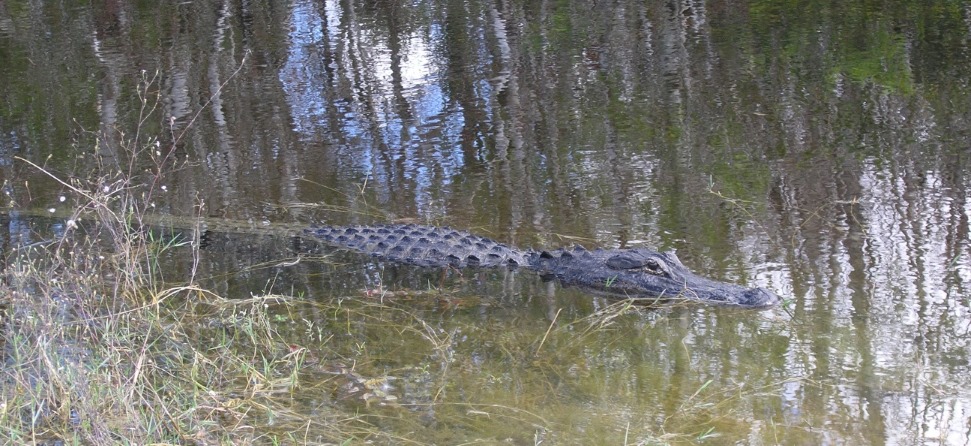 alligator.jpg